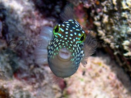 Hawaiian Whitespotted Toby taken at Hanauma Bay, Oahu, Ha... by Rob Van Orden 