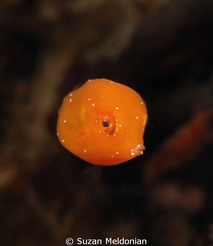 This is the smallest juvenile trunkfish I've encountered ... by Suzan Meldonian 
