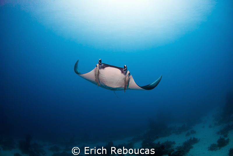I hear bubbles, see the big blue, feel wings pass by... h... by Erich Reboucas 
