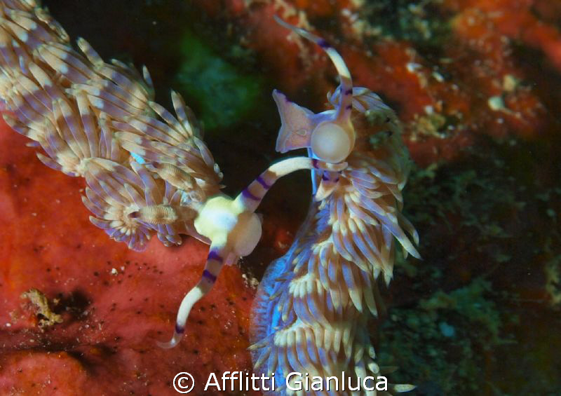 pteraeolidia ianthina by Afflitti Gianluca 