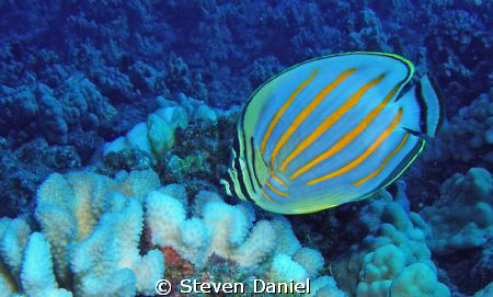 Ornate Butterfly Fish by Steven Daniel 