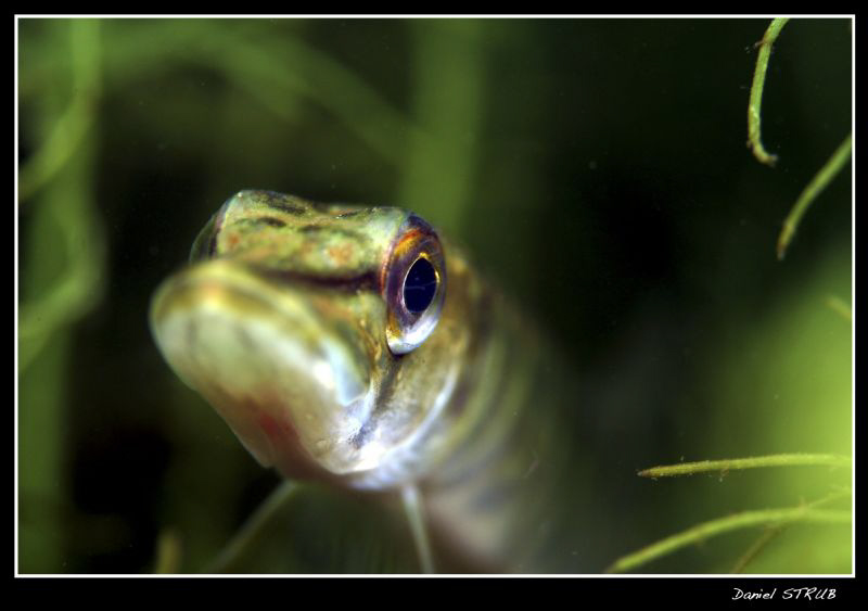 Baby pike :-D by Daniel Strub 
