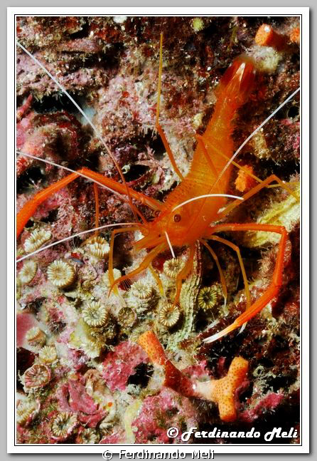 Stenopus spinosus. by Ferdinando Meli 