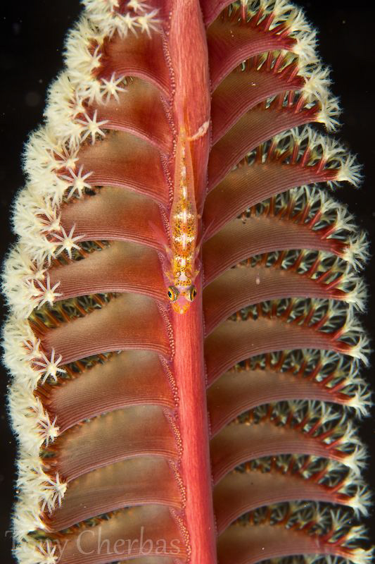 Goby on Sea Pen: It took a steady hand, but I'm proud to ... by Tony Cherbas 
