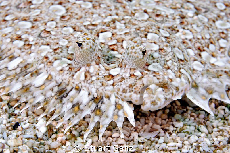Sand Dab by Stuart Ganz 