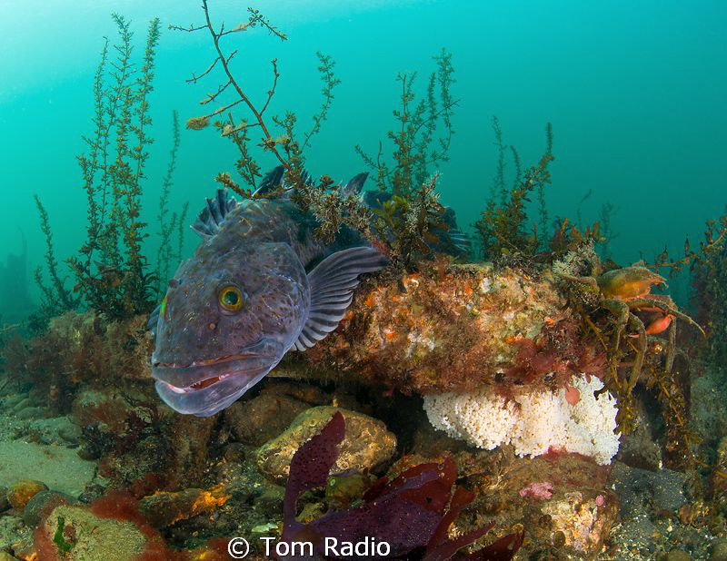 Lingcod guarding eggs
Puget Sound, WA, U.S.A. by Tom Radio 