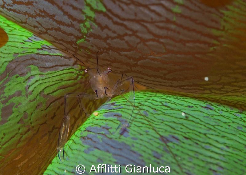 vir philippinensis by Afflitti Gianluca 
