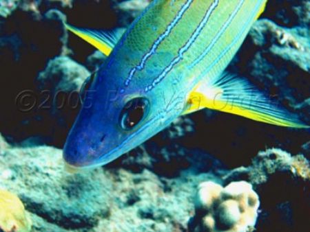 Bluestripped Snapper taken at Hanauma Bay, Oahu, Hawaii. ... by Rob Van Orden 
