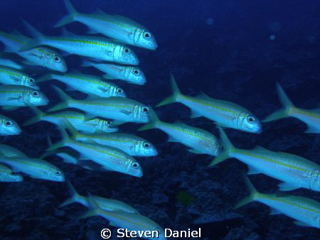 HAWAIIAN GOAT FISH SCHOOLING OF AIRPORT POINT IN KONA,HAW... by Steven Daniel 