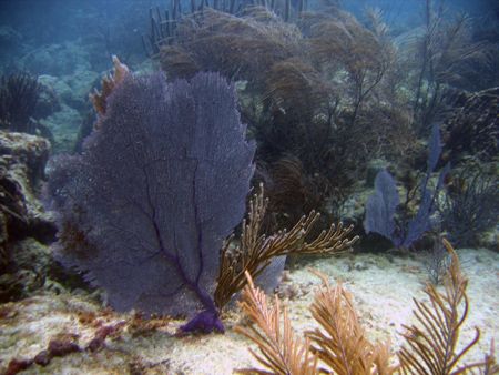 miami-florida reef by Ernesto Castillo 