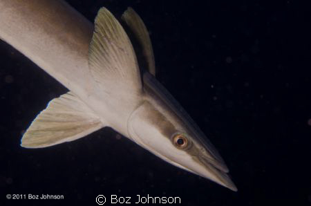 This Remora kept trying to attach itself to my fins. Niko... by Boz Johnson 