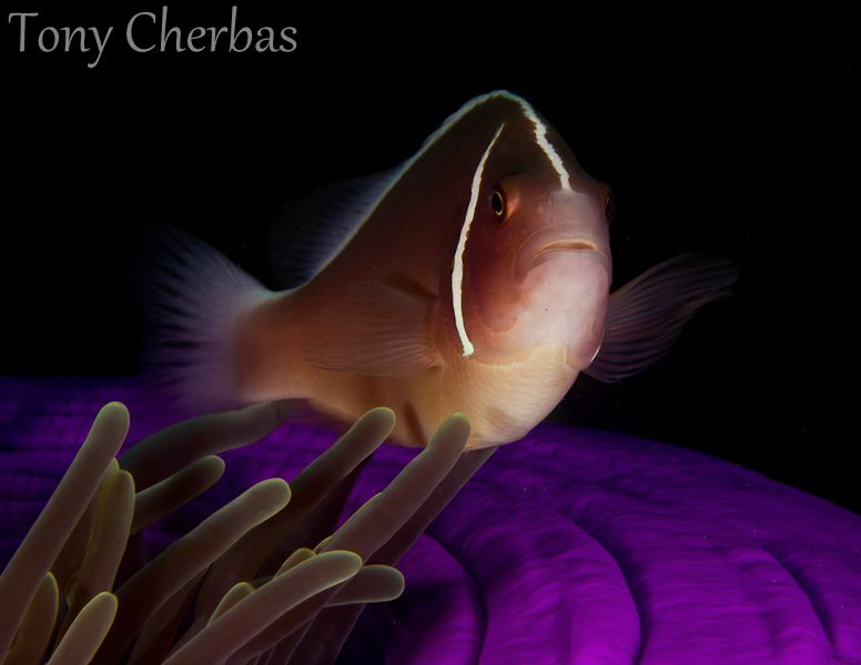 Purple Race Track by Tony Cherbas 