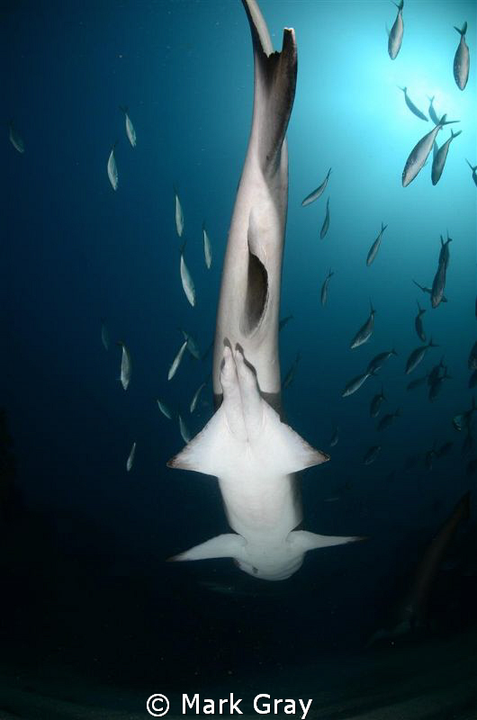 "Claspers" of a Grey Nurse Shark by Mark Gray 