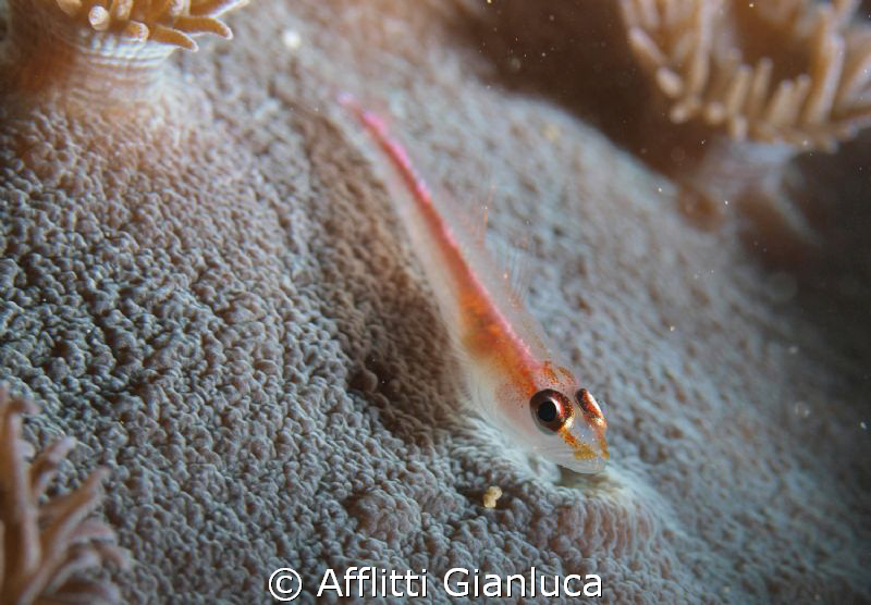 pleurosicya mossambica by Afflitti Gianluca 