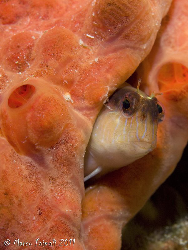 Mediterranean blenny...... by Marco Faimali 
