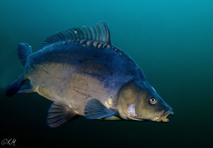 curious carp by Veronika Matějková 