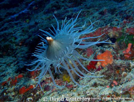 this is another shot of the corallimormph deifting in the... by David Crutchley 