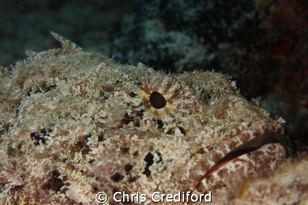 Scorpionfish with his mouth partially opened. by Chris Crediford 