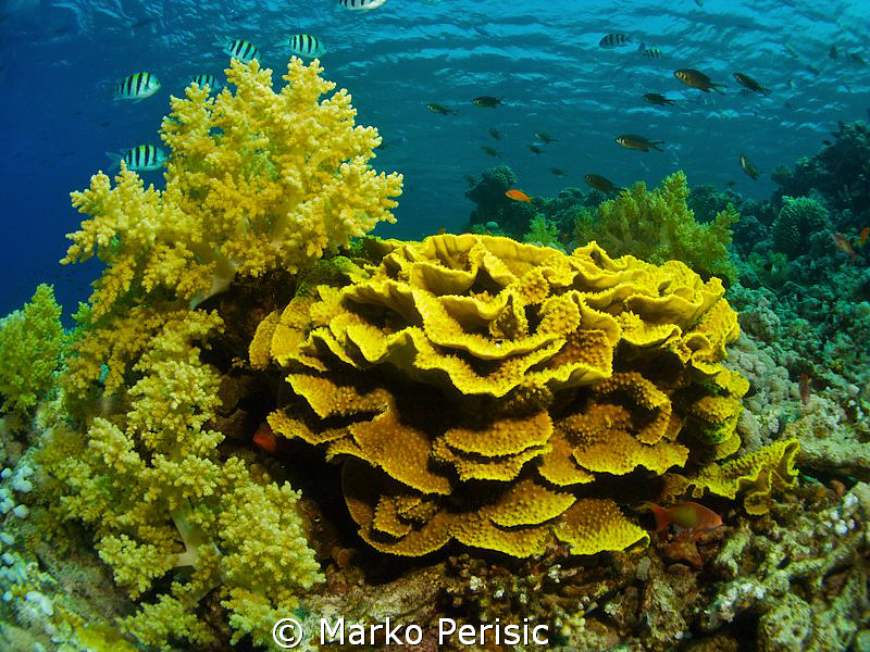 RED SEA REEF by Marko Perisic 