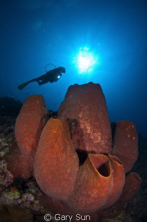 Light & sponge by Gary Sun 