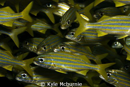 shot in bonaire
canon 40d with 60mm macro lens by Kyle Mcburnie 