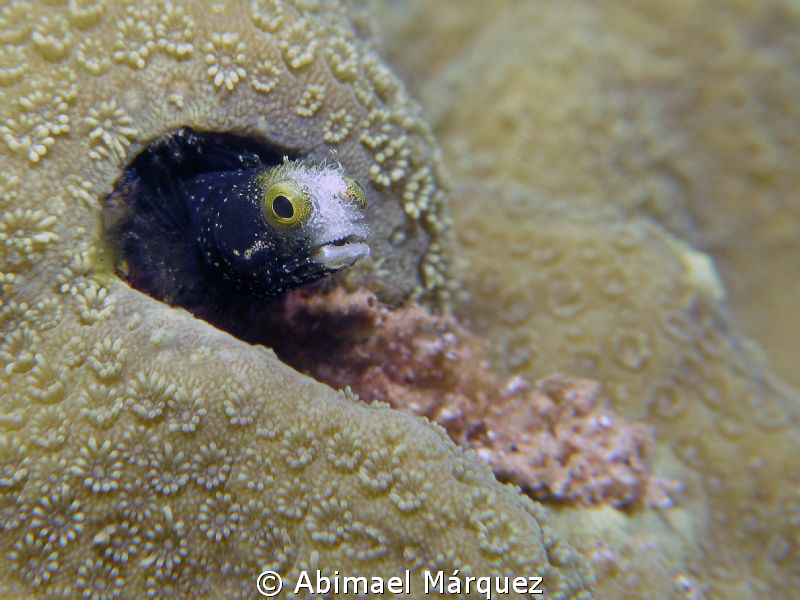 Spinyhead Blenny by Abimael Márquez 