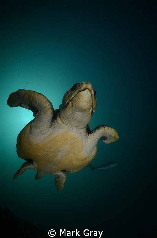 "Stumpy" the Loggerhead by Mark Gray 