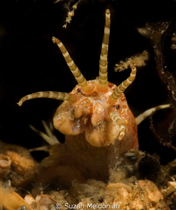 Cute little Baby Bobbitt worm. Shot with subsee 10x on 60... by Suzan Meldonian 