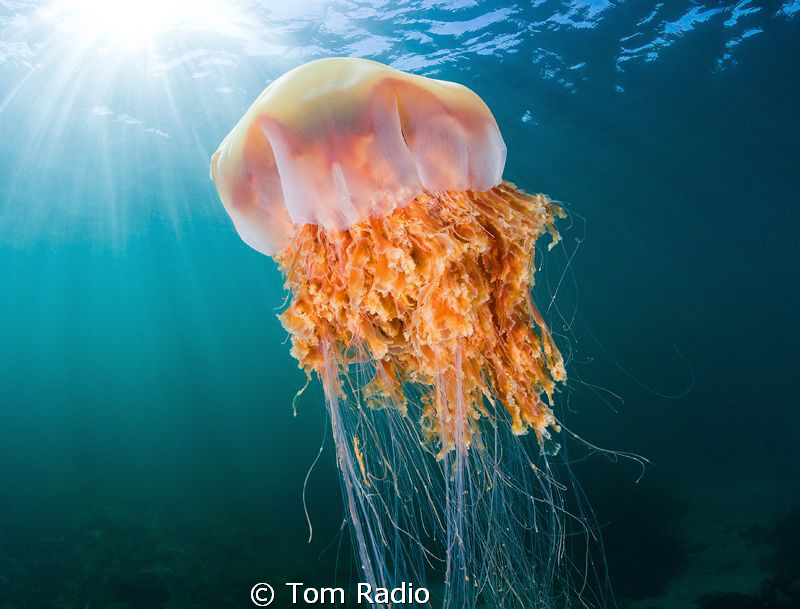 Lion's Maine Jellyfish
Puget Sound, WA, U.S.A. by Tom Radio 