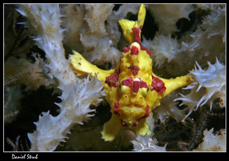 Froggy :-D in Apo Island by Daniel Strub 
