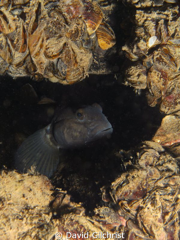 Solo Goby. Lake Ontario near St. Catharines,Ontario by David Gilchrist 
