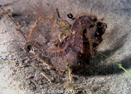 Pregnant male Sea Horse @Crash Boat Beach Aguadilla Puert... by Carlos Pérez 
