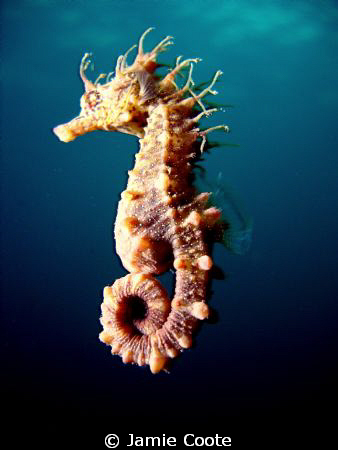 "Moving on"
A Short Headed Sea Horse moving between reeds. by Jamie Coote 
