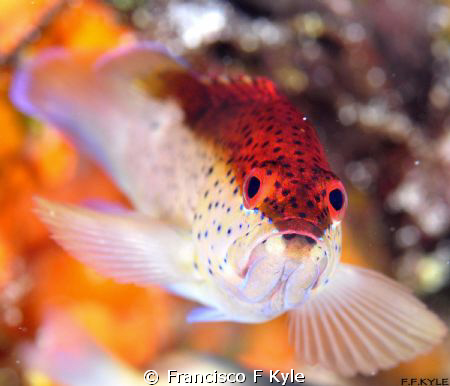 INTENSITY RED by Francisco F Kyle 