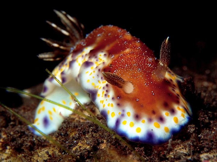 Chromodoris collingwoodi, Tulamben by Doug Anderson 