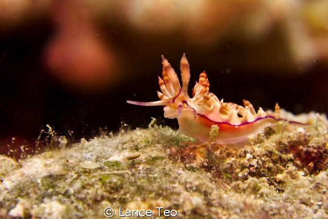 Nudibranch cruising.

Lembeh straits.
G12 w 1 strobe
... by Lance Teo 