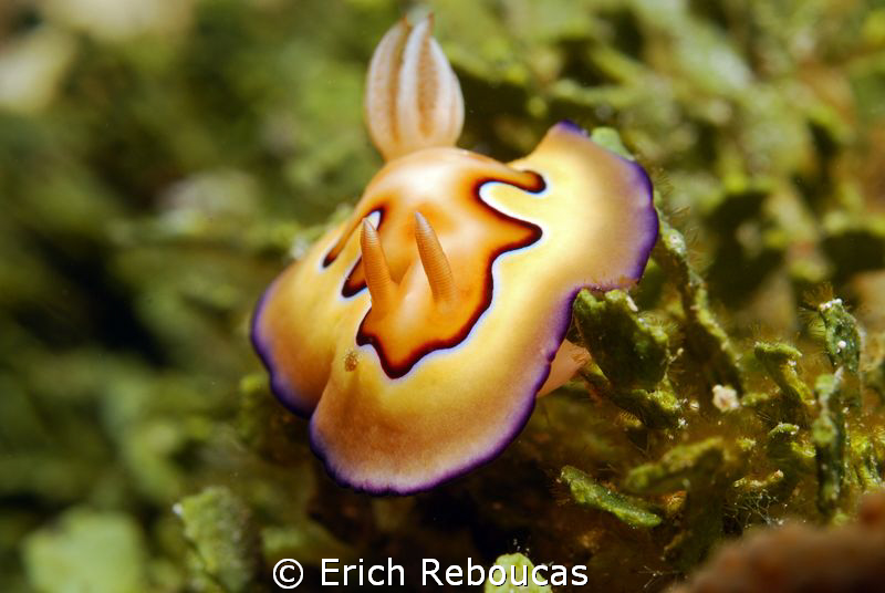Chromodoris Coi by Erich Reboucas 