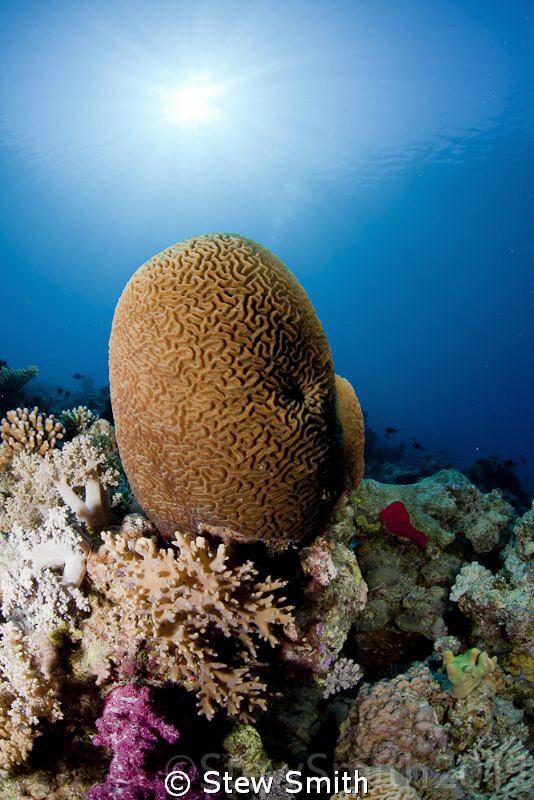 Un damaged hard corals on one of the Red Sea reefs by Stew Smith 