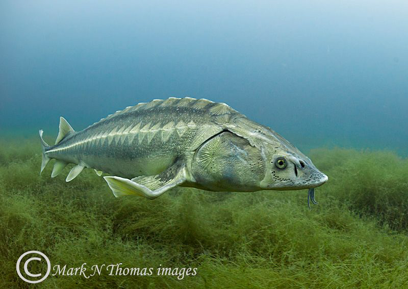 Diamond sturgeon.
15mm fisheye. by Mark Thomas 