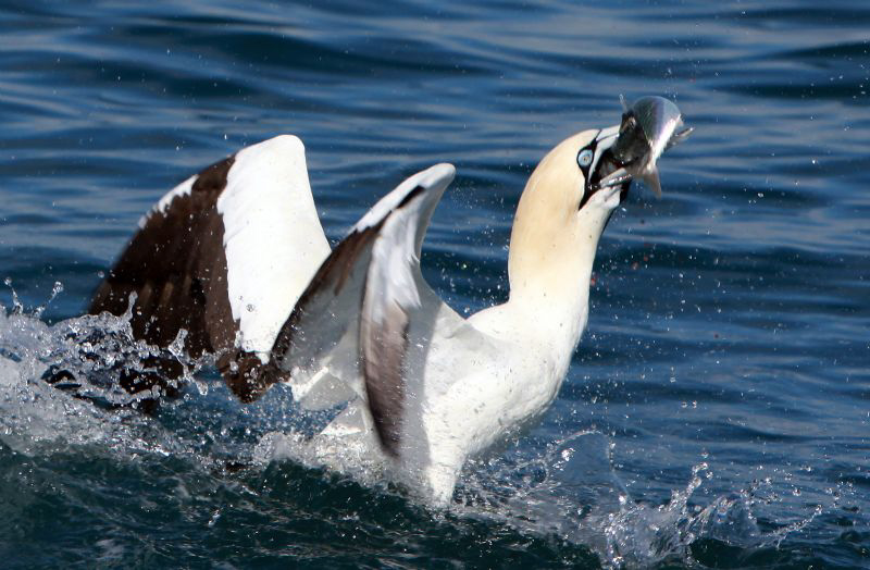 Some top side shots taken on the 2011 Sardine Run.  A "TU... by Allen Walker 