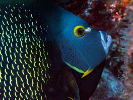 angel fish at Laje de Santos, Brazil by Savio Araujo 