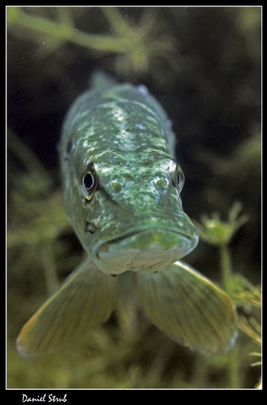 King Pike in his pond :-D by Daniel Strub 