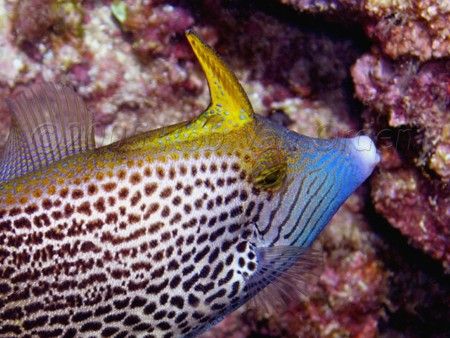 Filefish taken at Sharks Cove Hawaii. Olympus c5060. by Rob Van Orden 