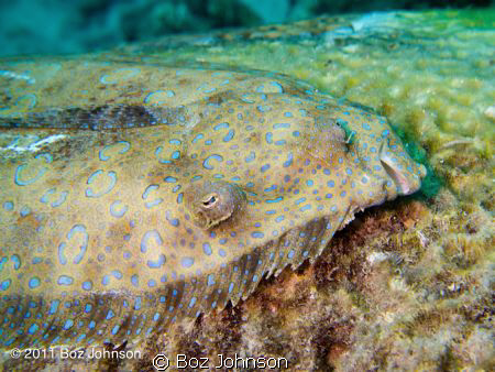 Flounder. Olympus pen & housing by Boz Johnson 