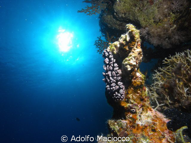 Wart slug @ Ras mohamed by Adolfo Maciocco 