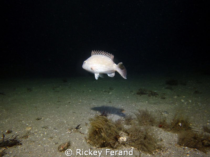 Scene under the Blue Heron Bridge just before daybreak by Rickey Ferand 