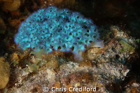 Lettuce Sea Slug by Chris Crediford 