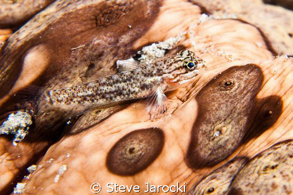 Hitching a ride.
small goby on the back of a sea cucumber by Steve Jarocki 