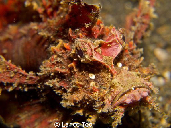 G12 with 1 strobe. 
Closeeeeeee up of this mean looking ... by Lance Teo 