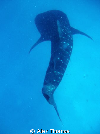 Whale Shark by Alex Thomas 